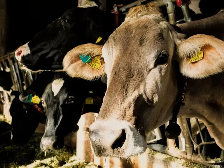 Dairy over the moon with solar power